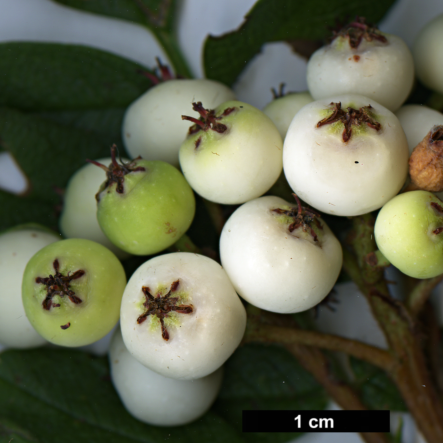 High resolution image: Family: Rosaceae - Genus: Sorbus - Taxon: KR 5008 (S. aff. kiukiangensis)